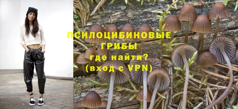 Псилоцибиновые грибы Psilocybe  наркота  Правдинск 